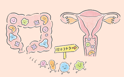 腟内にも乳酸菌！ 腟内菌叢が悪化するNG行動5つ｜腸活ナビ｜大正製薬
